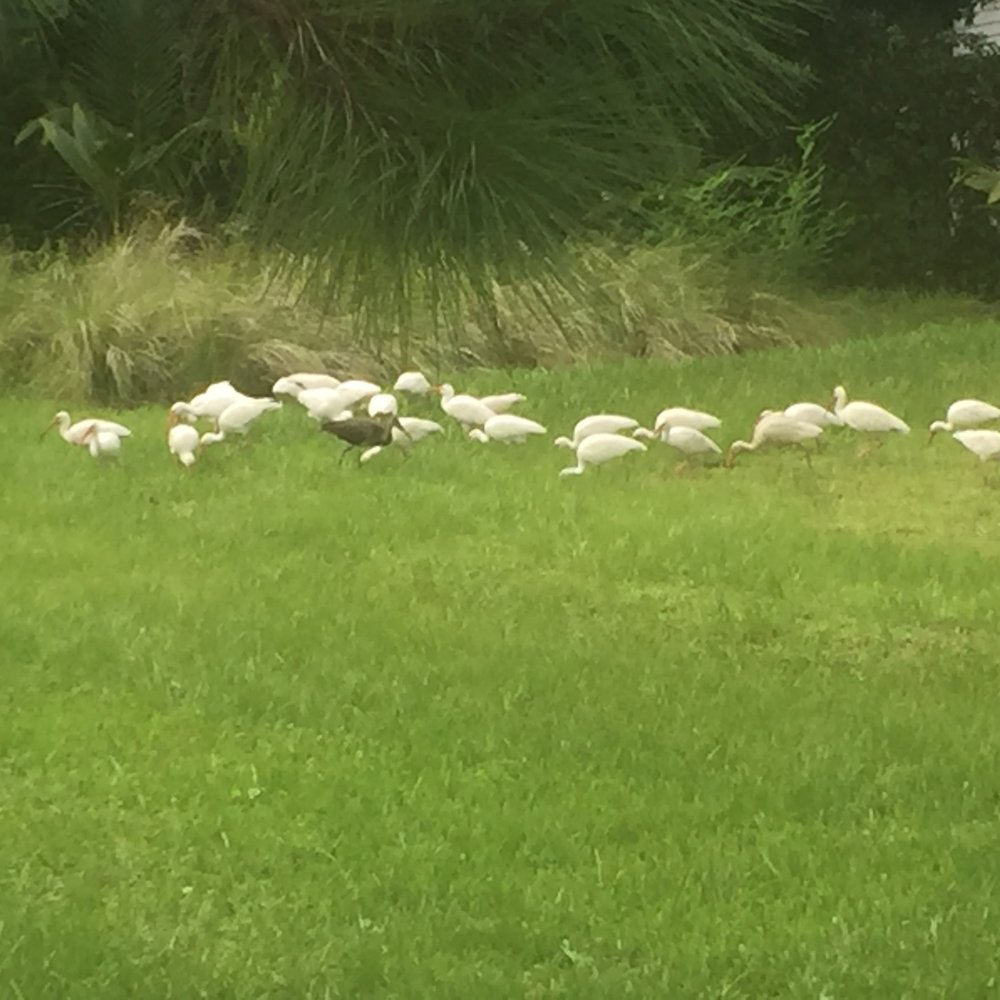 Jones Creek Preserve - flock of ibis - Parks Near Me - Jupiter, Florida Jones Creek Preserve - flock of ibis - Parks Near Me - Jupiter, Florida