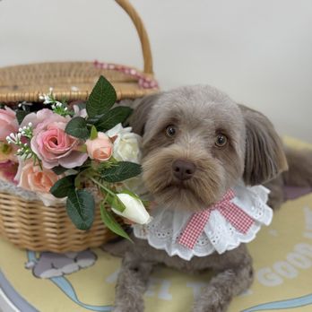 Kawaii Pet Salon - Hazel - Pet Groomers Near Me - Irvine, California Kawaii Pet Salon - Hazel - Pet Groomers Near Me - Irvine, California