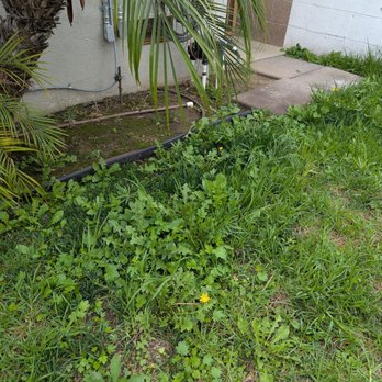 Sal's Gardening Service - Weeds everywhere - Landscaping Near Me Sal's Gardening Service - Weeds everywhere - Landscaping Near Me