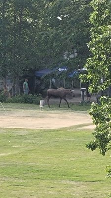 Kincaid Park by null