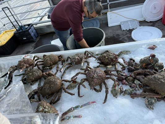 Tuna Harbor Dockside Market by null
