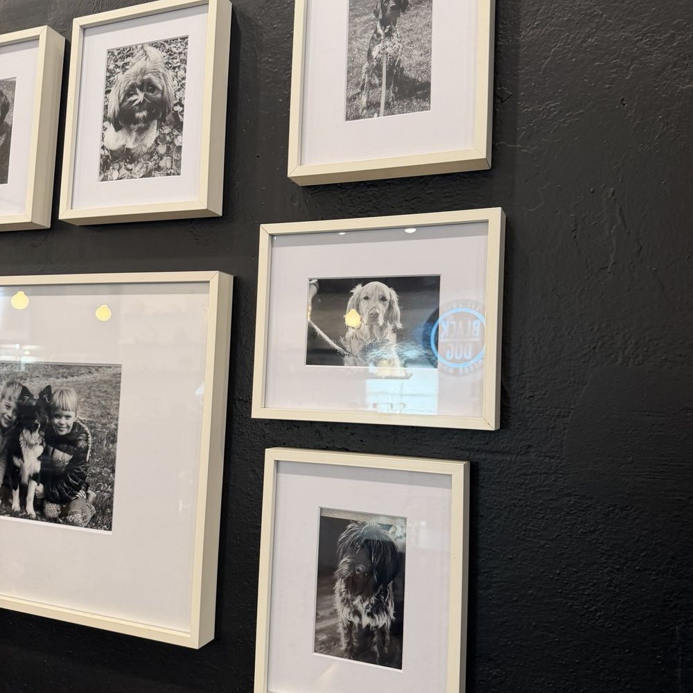 Black Dog Coffee House - Collection of doggies! The best art! - Coffee & Tea Near Me - Billings, Montana