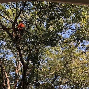 Tree Service N More - Tree Services Near Me - Woodstock, Georgia Tree Service N More - Tree Services Near Me - Woodstock, Georgia