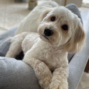 Allie & Paws - Pet Groomers Near Me - Downey, California