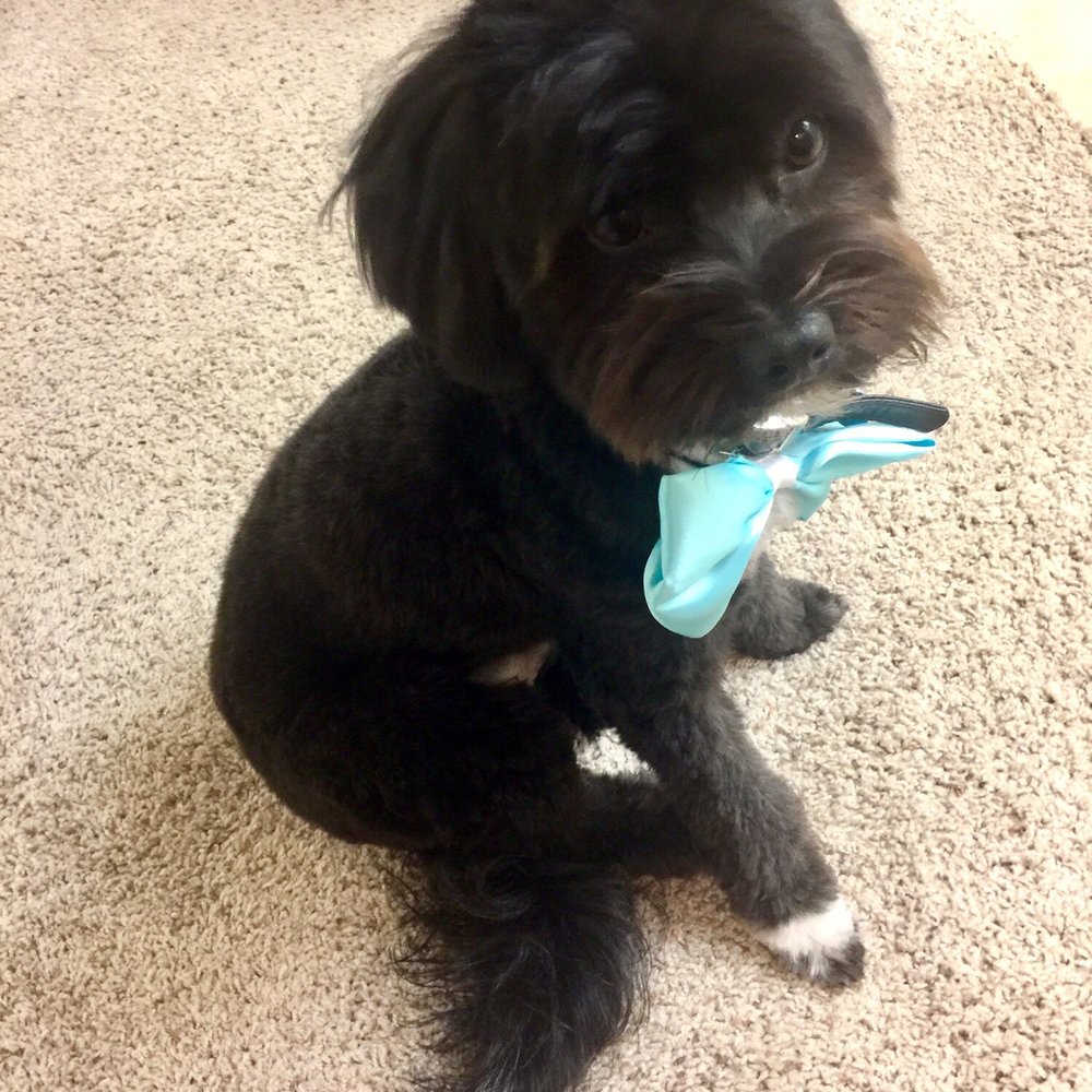 Urban Pet - After groom! Thanks Karina! - Pet Groomers Near Me - Imperial Beach, California Urban Pet - After groom! Thanks Karina! - Pet Groomers Near Me - Imperial Beach, California