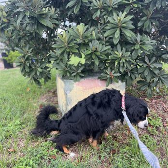Animal Love Central - Dog taking a potty during our dog walking services - Pet Sitting Near Me Animal Love Central - Dog taking a potty during our dog walking services - Pet Sitting Near Me
