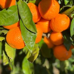 S and J Mandarin Grove - Organic Owari Satsuma Mandarins - Sweet, Seedless and Juicy!