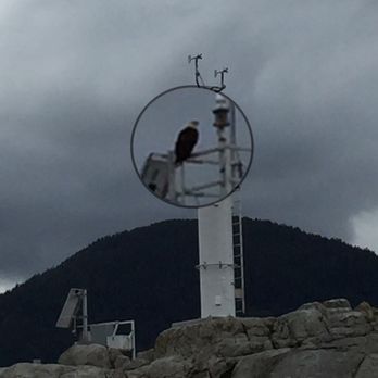 Sewell's Marina - Bald Eagle - Boat Tours Near Me - West Vancouver, British Columbia Sewell's Marina - Bald Eagle - Boat Tours Near Me - West Vancouver, British Columbia