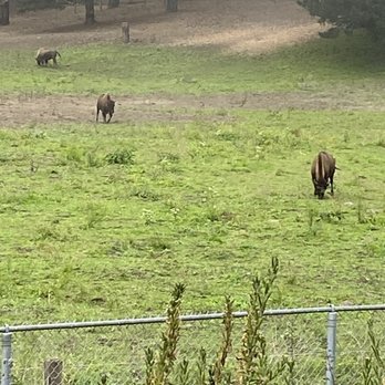 Golden Gate Park Bison - Local Flavor Near Me - San Francisco, California