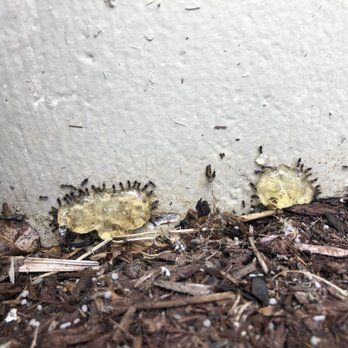 Genuine Pest Control - Ants taking the bait - Pest Control Near Me Genuine Pest Control - Ants taking the bait - Pest Control Near Me
