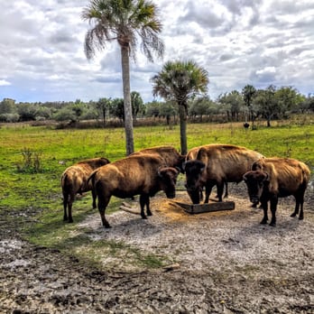 Billie Swamp Safari - Bison - Zoos Near Me - Clewiston, Florida Billie Swamp Safari - Bison - Zoos Near Me - Clewiston, Florida