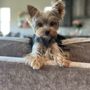 Photo of Minimagic Yorkie