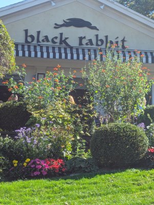 Black Rabbit by null