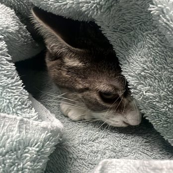 Border Animal Hospital - Storm hiding being a shy cat - Veterinarians Near Me - Weslaco, Texas Border Animal Hospital - Storm hiding being a shy cat - Veterinarians Near Me - Weslaco, Texas
