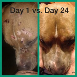South Church Animal Hospital - Thank you for nursing our sweet rescue back to health!