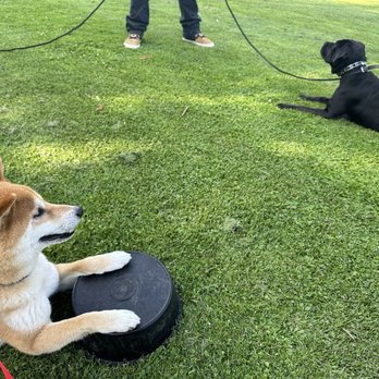 Rosewood K-9 - Close proximity on a long line?? I didn't think he'd able to ever do this. Let alone in 4 weeks time - Pet Training Near Me Rosewood K-9 - Close proximity on a long line?? I didn't think he'd able to ever do this. Let alone in 4 weeks time - Pet Training Near Me