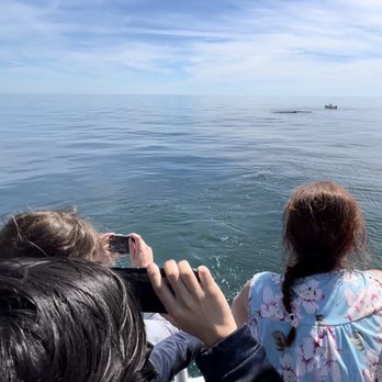 Cape Ann Whale Watch - Distance to the sleeping whales - Boat Charters Near Me - Gloucester, Massachusetts