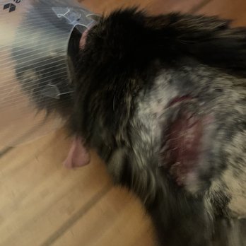 Pet Partners - Another shot of the same heinous wound - Pet Stores Near Me - Long Beach, California Pet Partners - Another shot of the same heinous wound - Pet Stores Near Me - Long Beach, California
