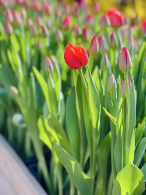Keukenhof by null