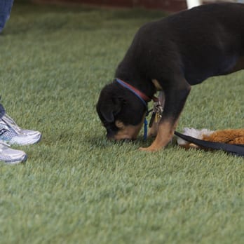 Cali K9 - Pet Training Near Me - San Jose, California