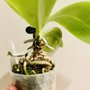 Photo of Norman's Orchid Nursery