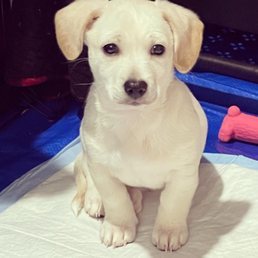 Dobby my puppy