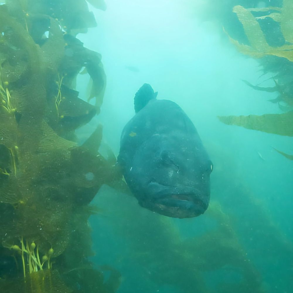 Dive Catalina - Diving Near Me - Avalon, California