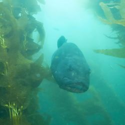 Dive Catalina