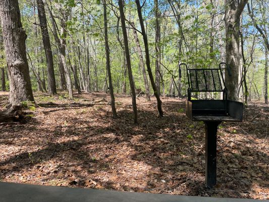 William B. Umstead State Park by null