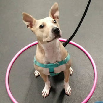 Over the Moon Positive Dog Training - Bobbie learning obedience skills - Pet Training Near Me - Batavia, Illinois Over the Moon Positive Dog Training - Bobbie learning obedience skills - Pet Training Near Me - Batavia, Illinois