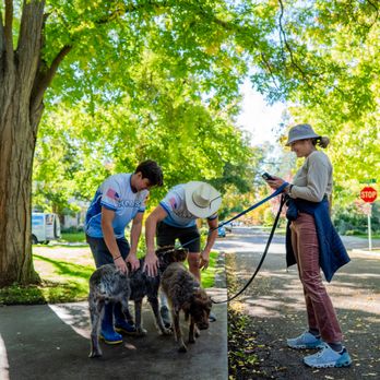 Squeekers Window Cleaning - Squeekers Loves Your Pets - Window Washing Near Me