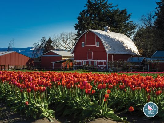 Skagit Valley Tulip Festival Headquarters by null