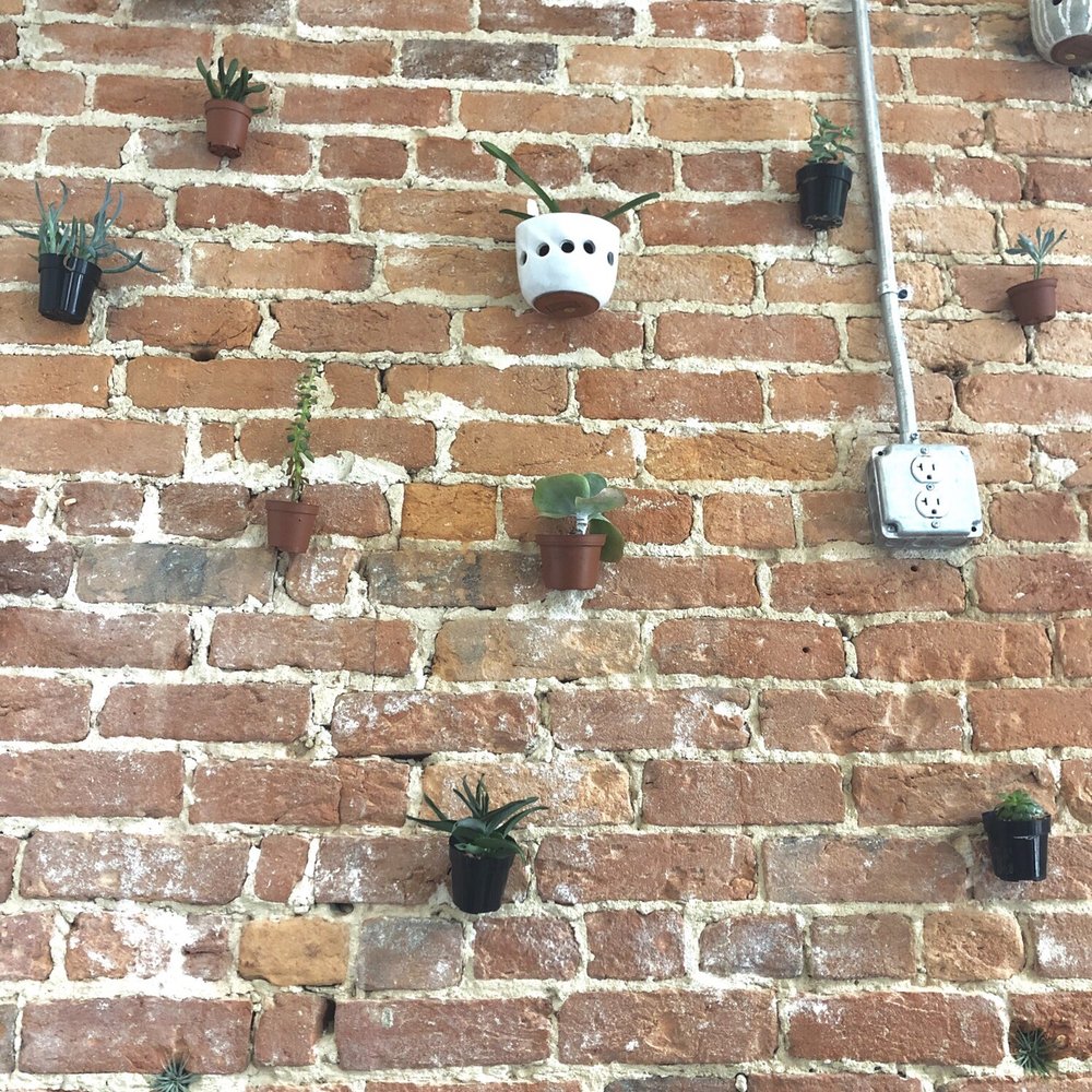 Labrar Coffee Company - Mini plant wall - Coffee & Tea Near Me - Goldsboro, North Carolina Labrar Coffee Company - Mini plant wall - Coffee & Tea Near Me - Goldsboro, North Carolina