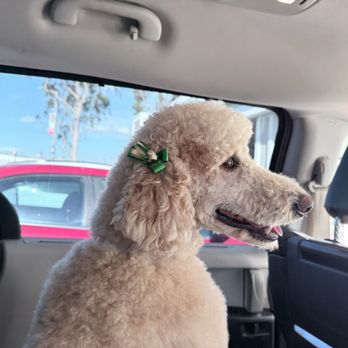 Super Paws Dog Grooming - My wife's princess daughter - Pet Groomers Near Me - Corona, California