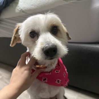 Charlys Pet World - Uneven face ?? - Pet Stores Near Me - Alhambra, California