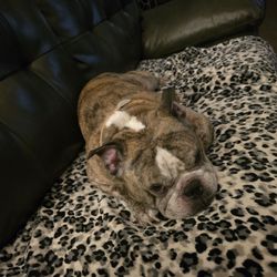 This is Dominic. I call him Dom. I'm getting too old to take care of him. He is good with kids but not other dogs.