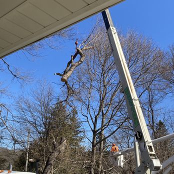 Huston Tree & Landscape - Suspending the top of the tree so it didn't fall on the nearby maples - Tree Services Near Me - Middleton, Massachusetts