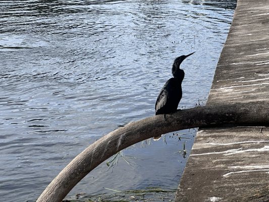 Silver Springs State Park by null