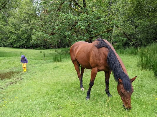 Leaping Lamb Farm by null