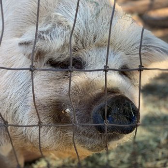 Maui Animal Farm - Petting Zoos Near Me - Lahaina, Hawaii