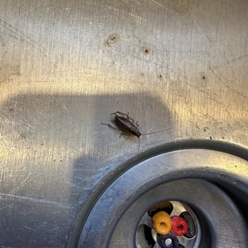 Vacasa - A roach running around in the sink. - Vacation Rentals Near Me Vacasa - A roach running around in the sink. - Vacation Rentals Near Me