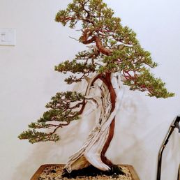 This beautiful California Juniper, 115 cm, 500+ years old with custom Yixing pot is one of the collection they have! This beautiful California Juniper, 115 cm, 500+ years old with custom Yixing pot is one of the collection they have!
