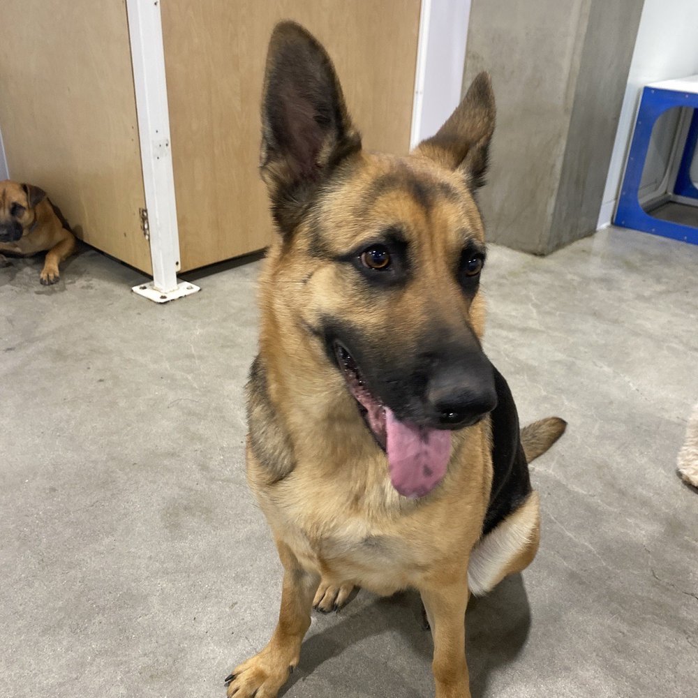 Dogdrop - Pet Sitting Near Me - Los Angeles, California Dogdrop - Pet Sitting Near Me - Los Angeles, California