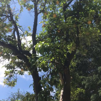 O'Melveny Park - Orange trees - Parks Near Me - Granada Hills, California