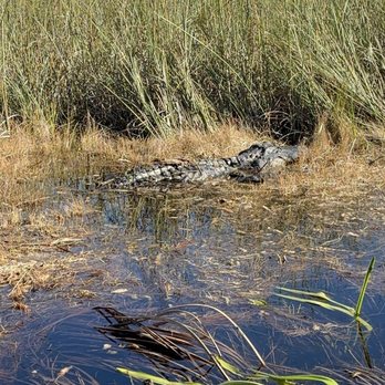 Everglades Safari Park - Amusement Parks Near Me - Miami, Florida Everglades Safari Park - Amusement Parks Near Me - Miami, Florida