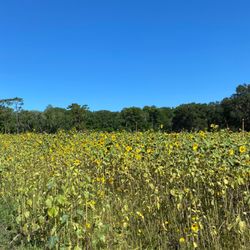 Jimmy Mc's Farm - Sunflowers