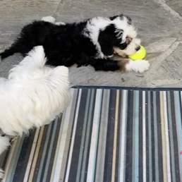 Junior & Cookie Junior & Cookie