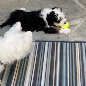 BratPak Dog Kamp - Junior & Cookie - Pet Training Near Me - Livermore, California BratPak Dog Kamp - Junior & Cookie - Pet Training Near Me - Livermore, California