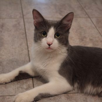 Brooklyn Cat Cafe - Pet Adoption Near Me - Brooklyn, New York Brooklyn Cat Cafe - Pet Adoption Near Me - Brooklyn, New York