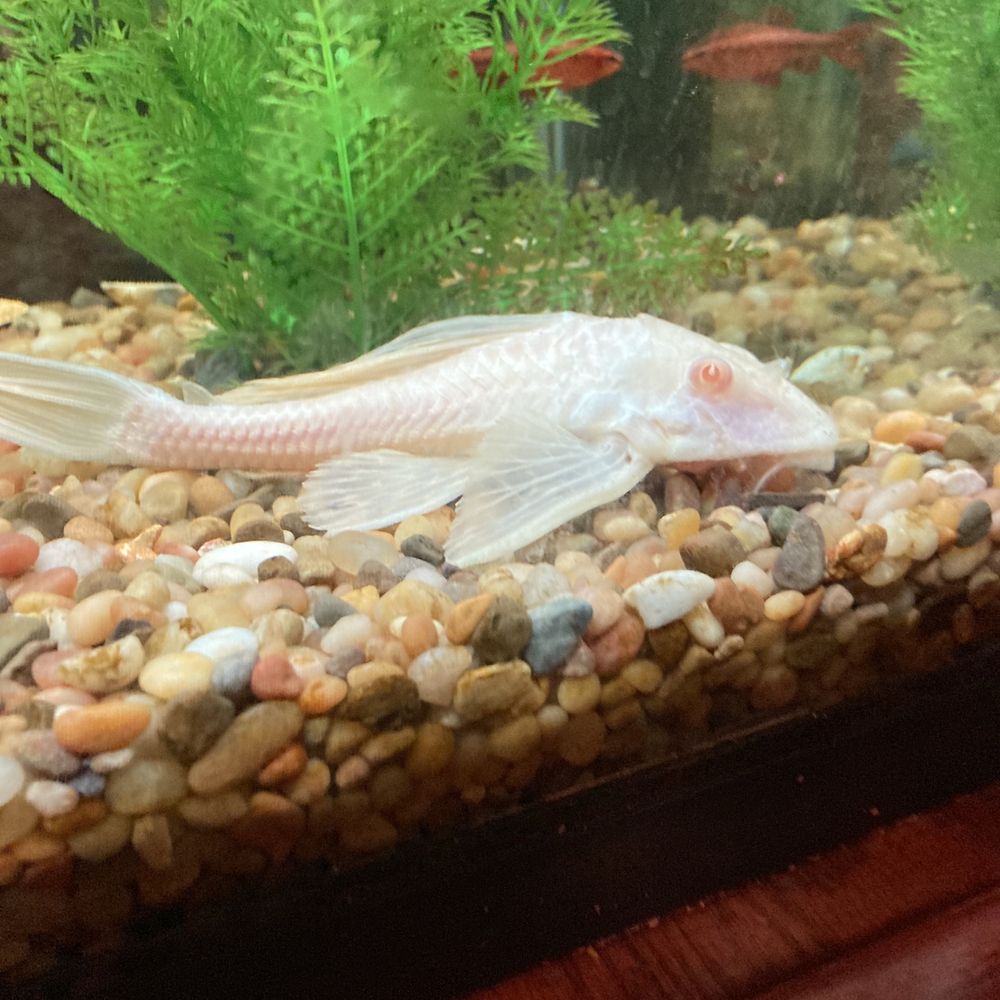 The glorious albino doom fish The glorious albino doom fish